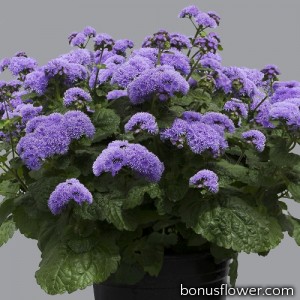 Агератум Хоустона Blue planet,  1000 шт, HemGenetics