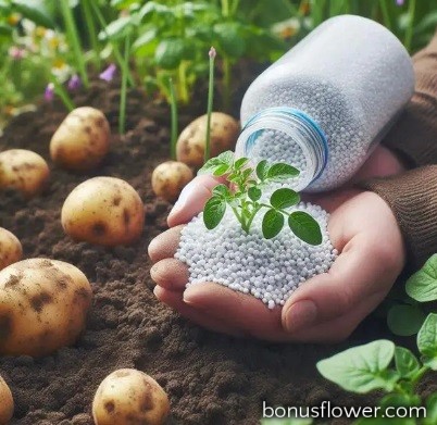 https://bonusflower.com/image/cache/f22be4edc1b8df2bfa20870db8698e9e.jpg