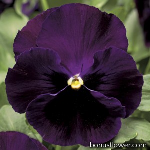 Виола Colossus® F1 Purple with Blotch