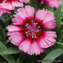 Гвоздика кит Divinity crimson picotee