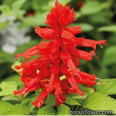 Сальвия Reddy Lime Leaved Red