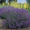 Лаванда вузьколиста - Lavandula angustifolia 