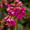 Бадан товстолистий - Bergenia cordifolia