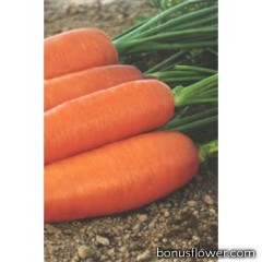 Морковь "КОРИНА"