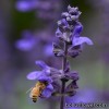 Сальвія міжвидова - Salvia interspecific