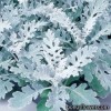Цинерарія приморська – Senecio (Cineraria maritima)