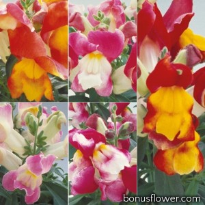 Львиный зев - Floral Showers: Bicolour Mix