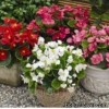 Бегонія вічноквітуча - Begonia semperflorens