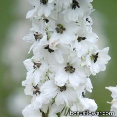 Дельфиниум Magic Fountains: White with Dark Bee