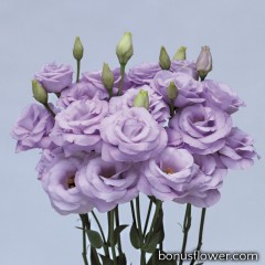 Эустома (Лизиантус) Rosita® 3: Lavender