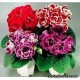 Глоксиния - Gloxinia (Sinningia speciosa) Глоксиния - Gloxinia (Sinningia speciosa)