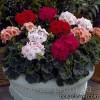 Пеларгонія (герань) - Pelargonium 