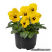 Виола Penny Pro Yellow with Blotch