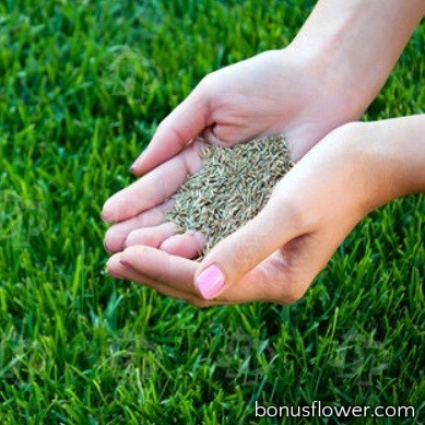 https://bonusflower.com/image/cache/fde6a4f9650e1a7abf1d11f604526282.jpg