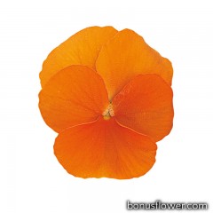 Виола Grandissimo: Clear Orange