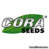 Cora seeds (Італія)