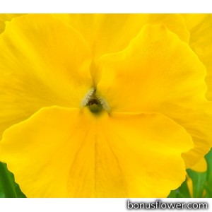 Виола виттрока Xtrada™ pure yellow