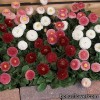 Серія "Bellissima" (Kieft Seed)